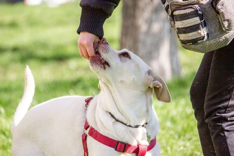Dog walker using a treat pouch, a key piece of dog walker EDC