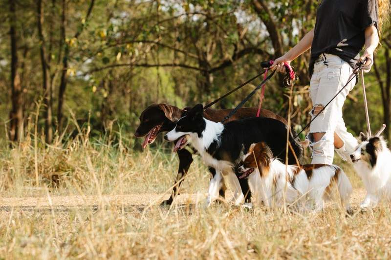 Dog walker managing multiple leashes at once, a daily EDC challenge